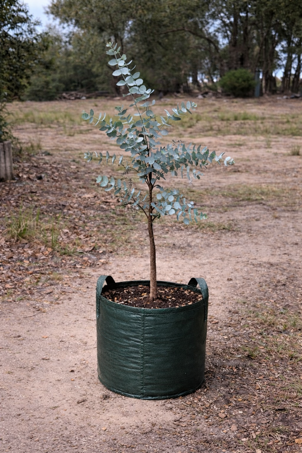 Eucalyptus cinerea - Silver Dollar Gum