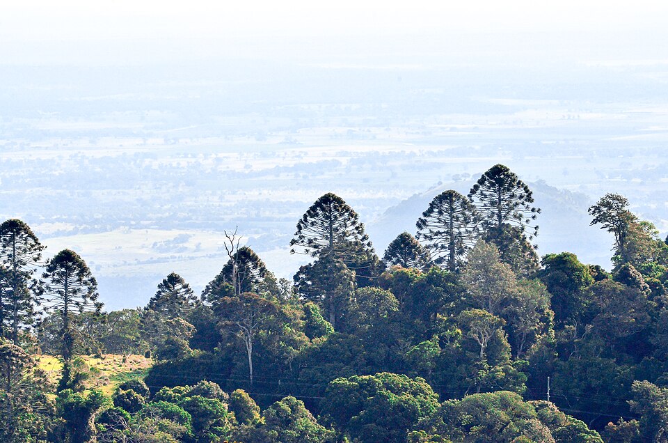 Araucaria bidwillii - Bunya Pine