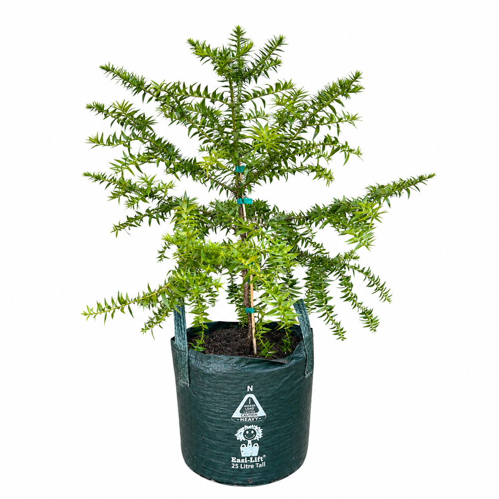 Araucaria bidwillii - Bunya Pine