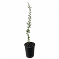 Kunzea pulchella (Granite Kunzea)