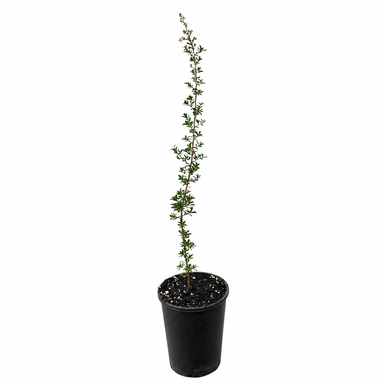 Kunzea pulchella (Granite Kunzea)