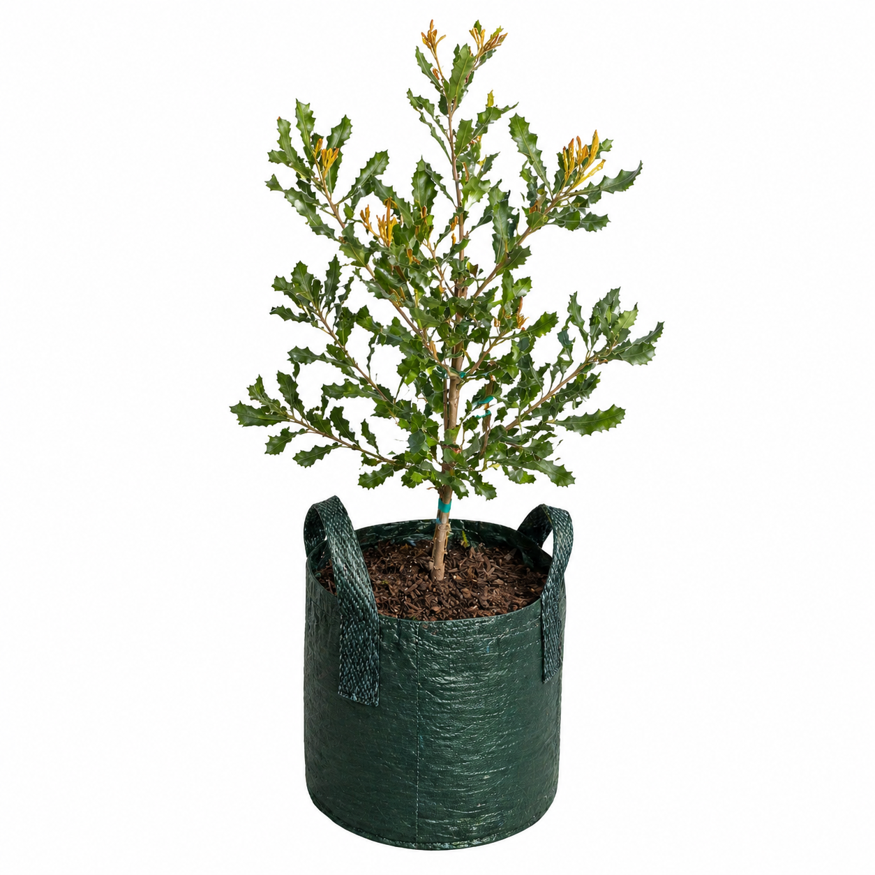 Banksia littoralis - Western Swamp Banksia