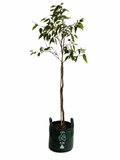 Eucalyptus patens - Yarri