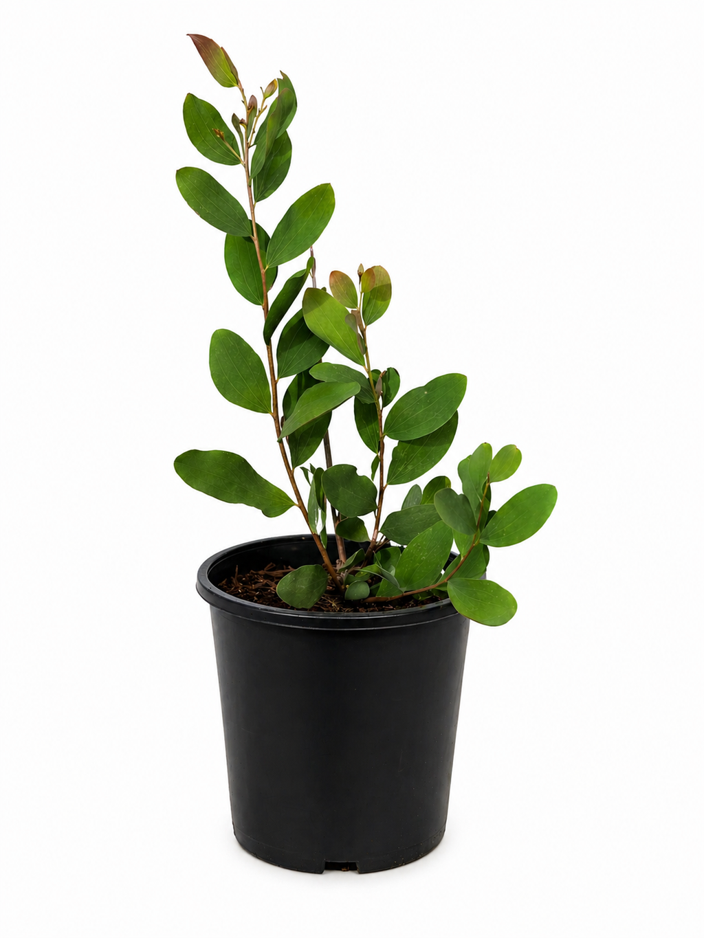 Hakea obtusa (Blunt-leaved Hakea)