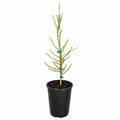 Beaufortia sparsa (Swamp Bottlebrush / Swamp Flameflower)
