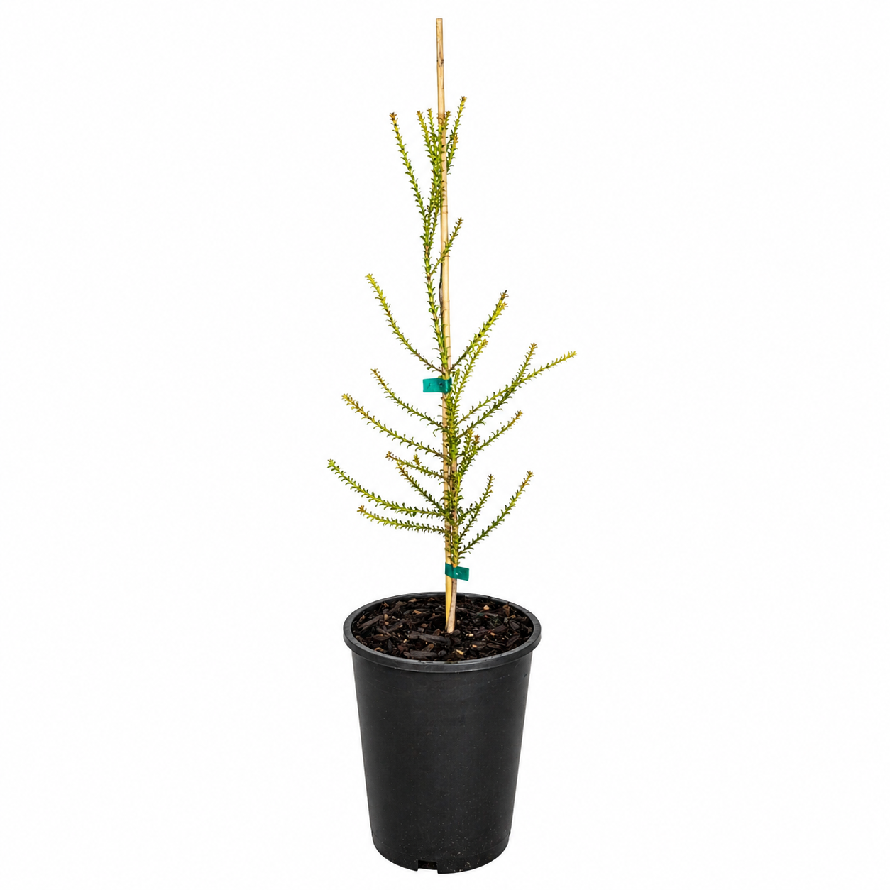 Beaufortia sparsa (Swamp Bottlebrush / Swamp Flameflower)