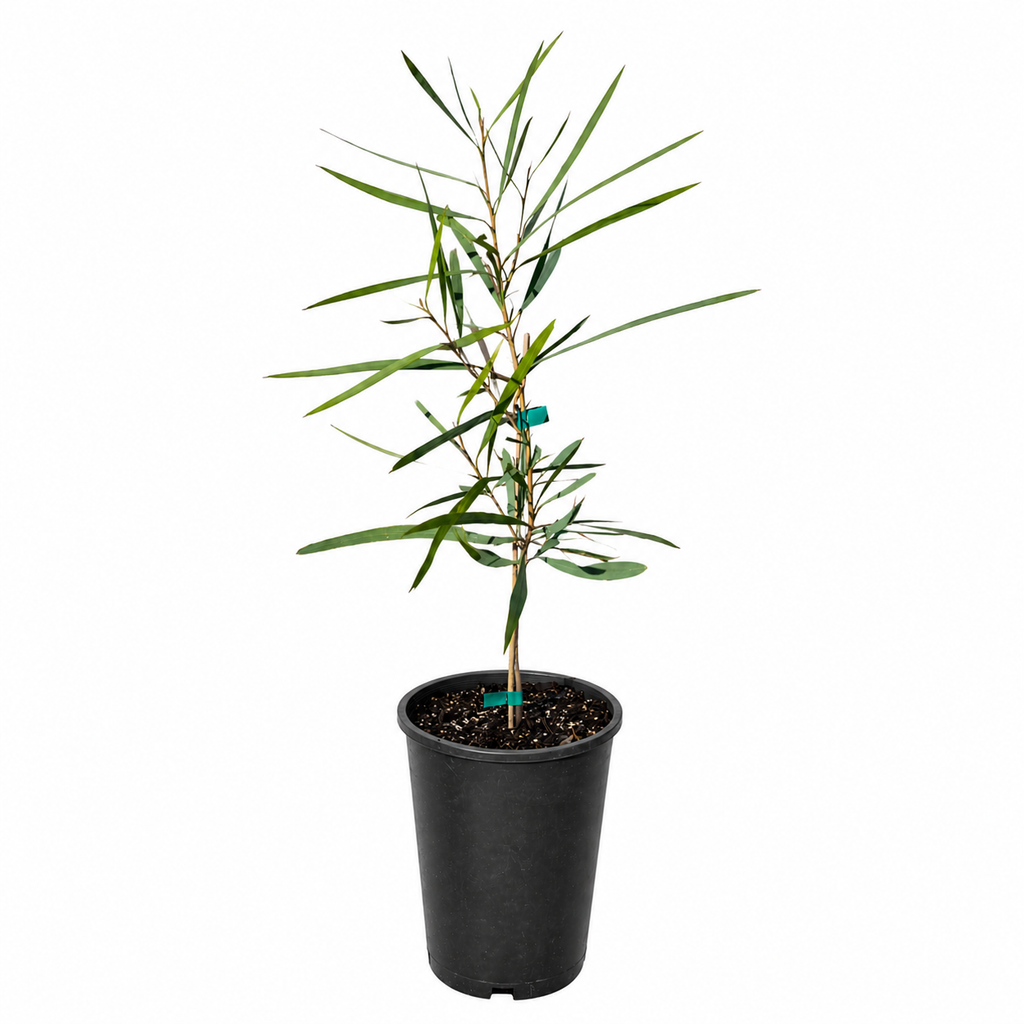 Hakea francisiana - (Emu Tree)