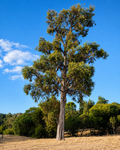 Eucalyptus marginata - Jarrah
