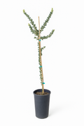 Acacia cultriformis - Knife Leaf Wattle