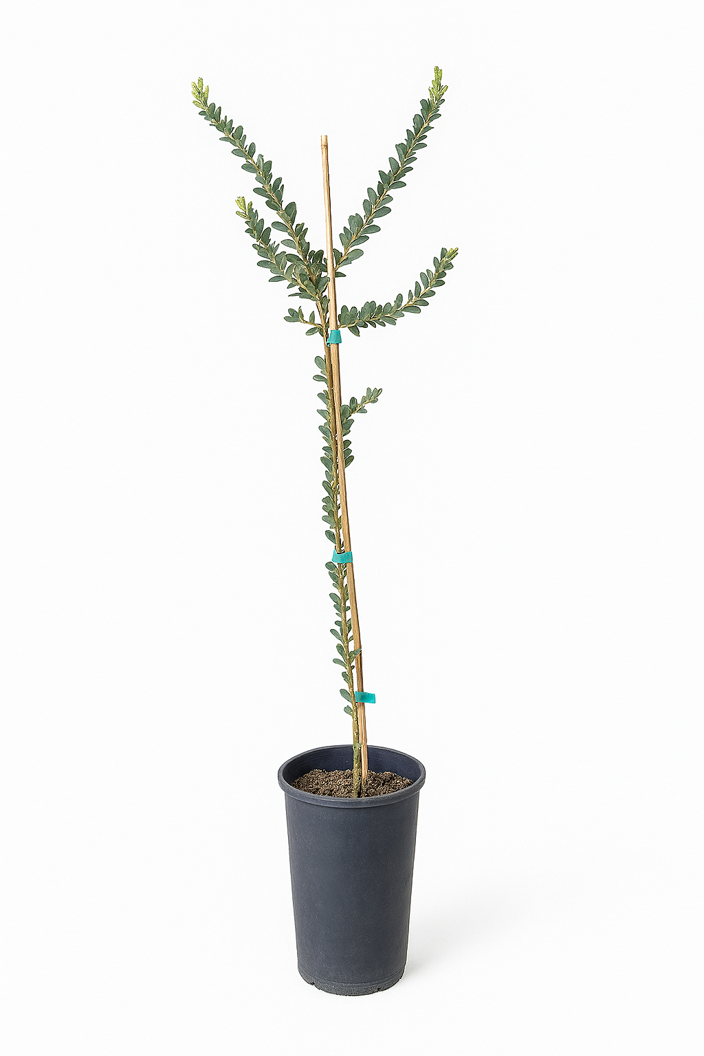 Acacia cultriformis - Knife Leaf Wattle
