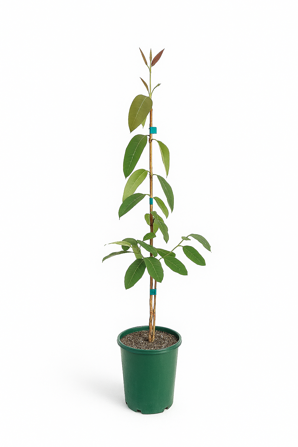 Eucalyptus guilfoylei - Yellow Tingle