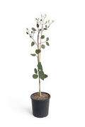 Eucalyptus caesia (Silver Princess)