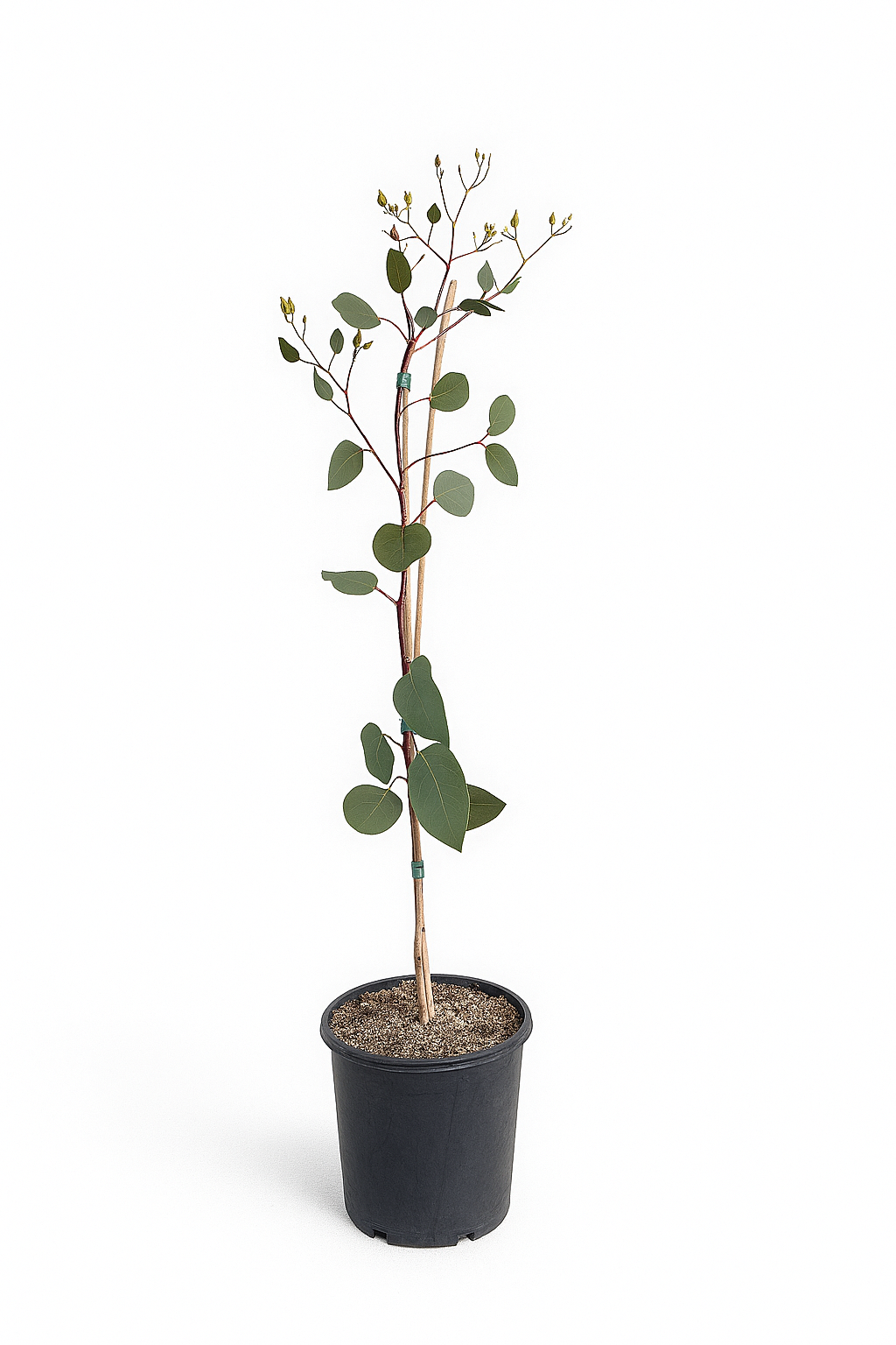 Eucalyptus caesia (Silver Princess)