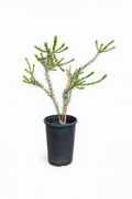 Melaleuca trichophylla (Honey Myrtle)