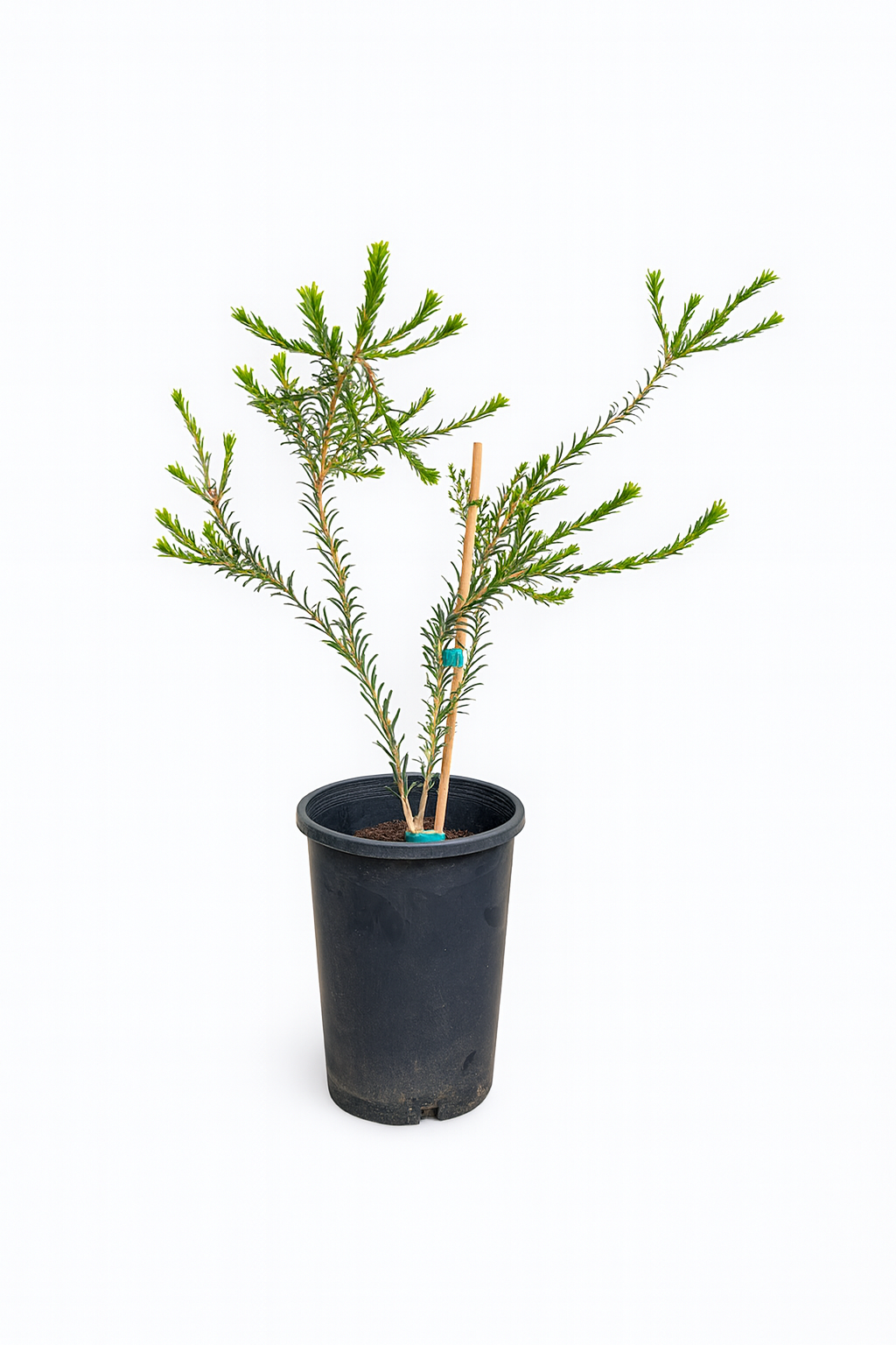 Melaleuca trichophylla (Honey Myrtle)