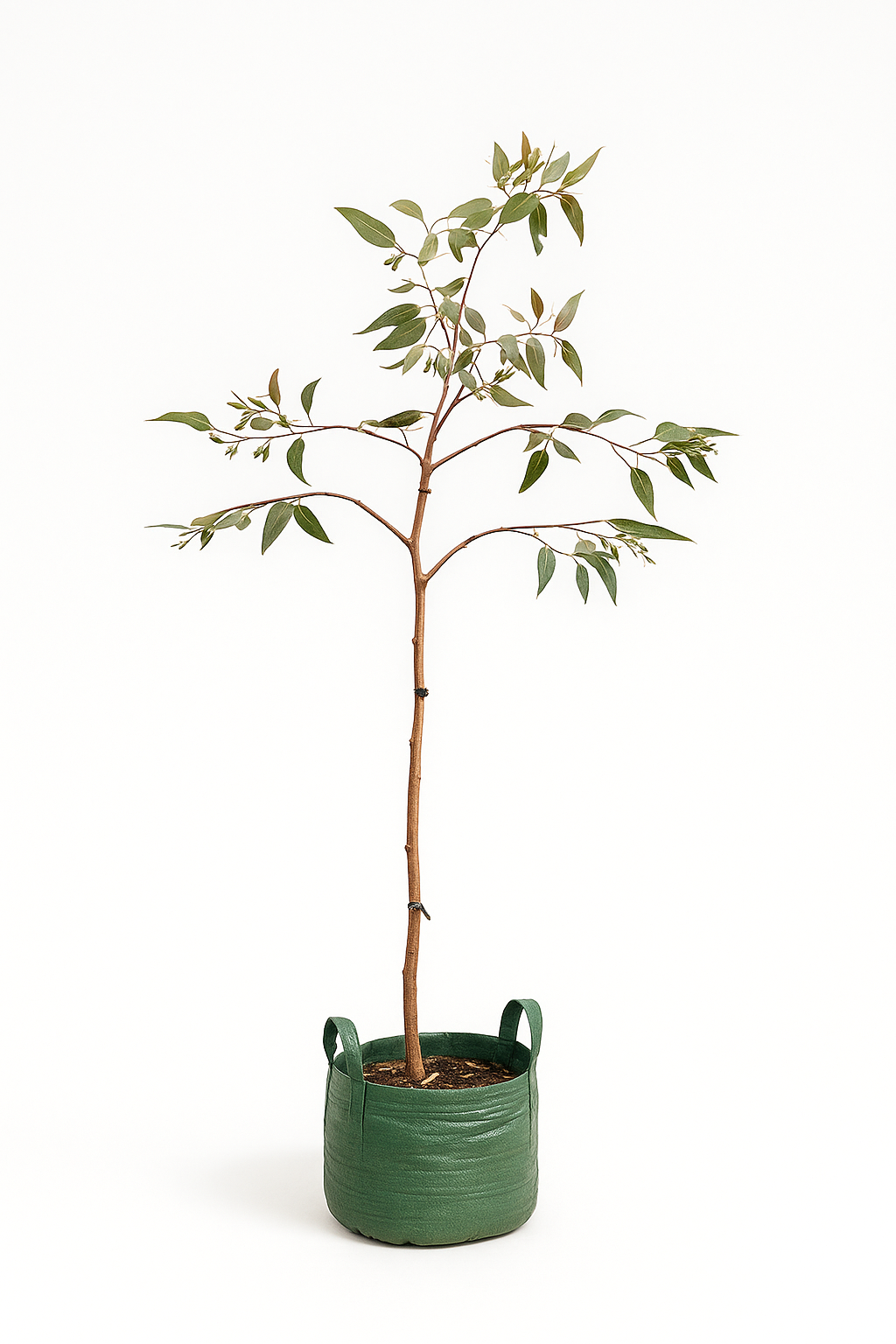 Eucalyptus caesia (Silver Princess)