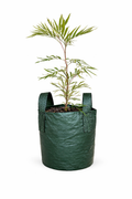 Grevillea banksii - Red Silky Oak