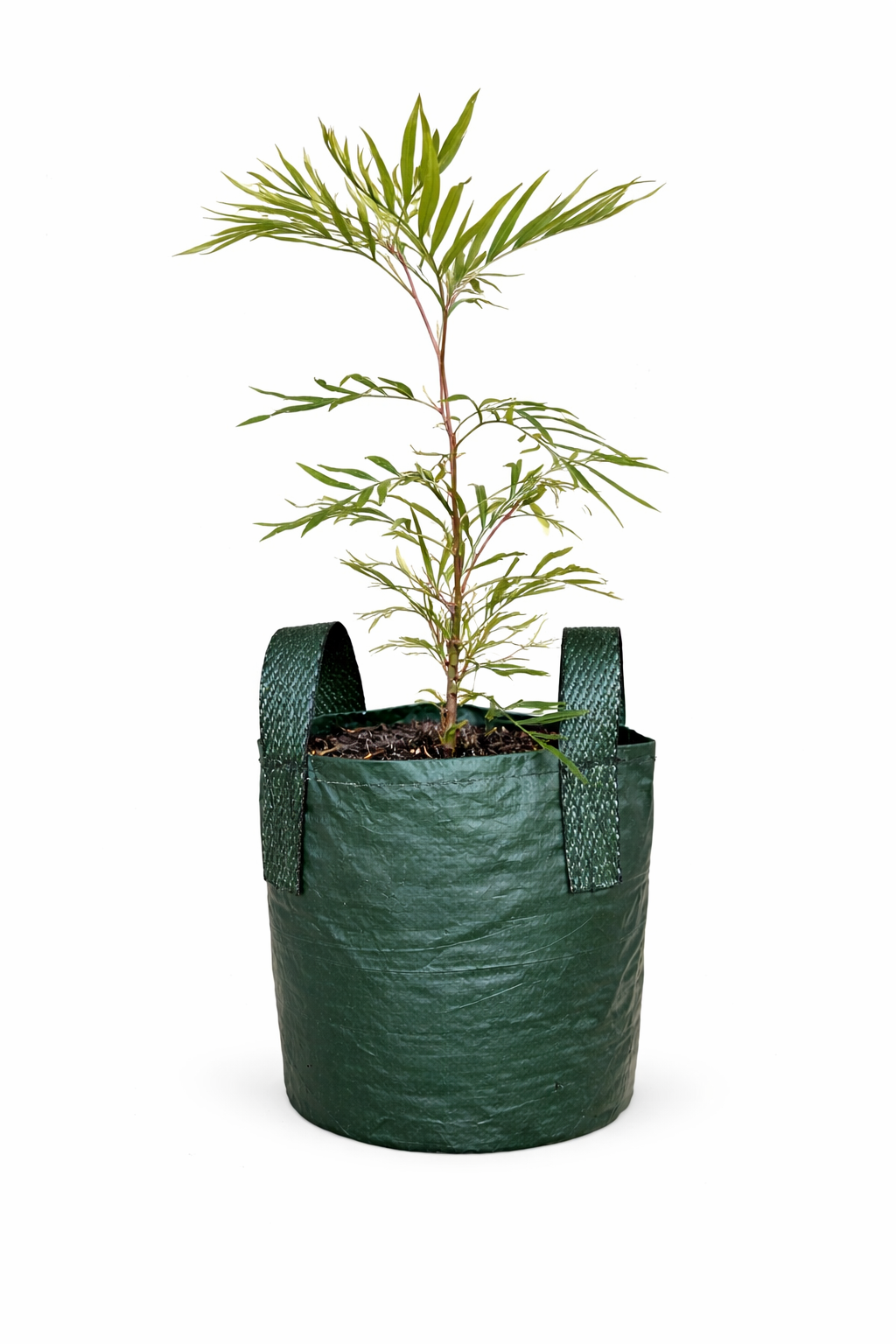 Grevillea banksii - Red Silky Oak