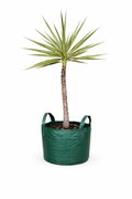 Yucca elephantipes - Variegated Spineless Yucca