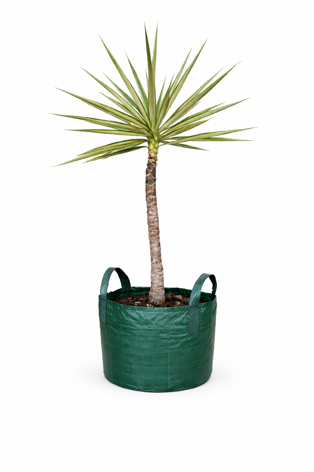 Yucca elephantipes - Variegated Spineless Yucca