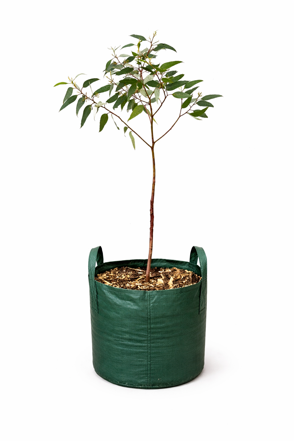 Eucalyptus torquata (Coral Gum)