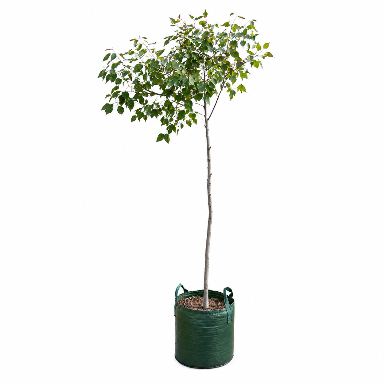 Eucalyptus diversicolor - Karri