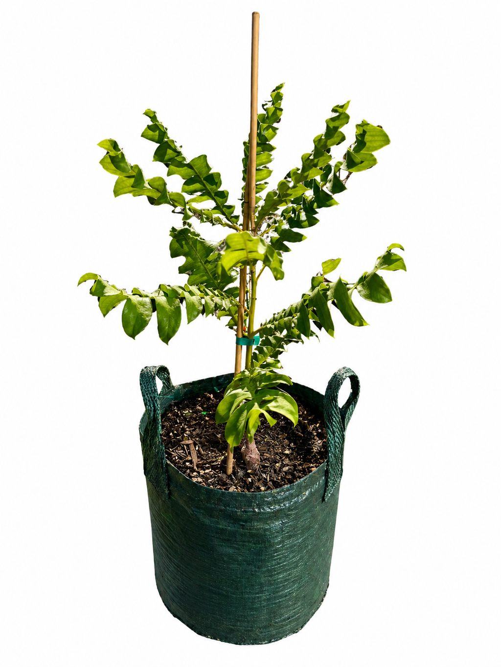 Banksia grandis - Bull Banksia