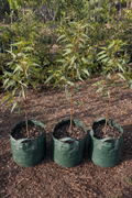 Eucalyptus torquata (Coral Gum)