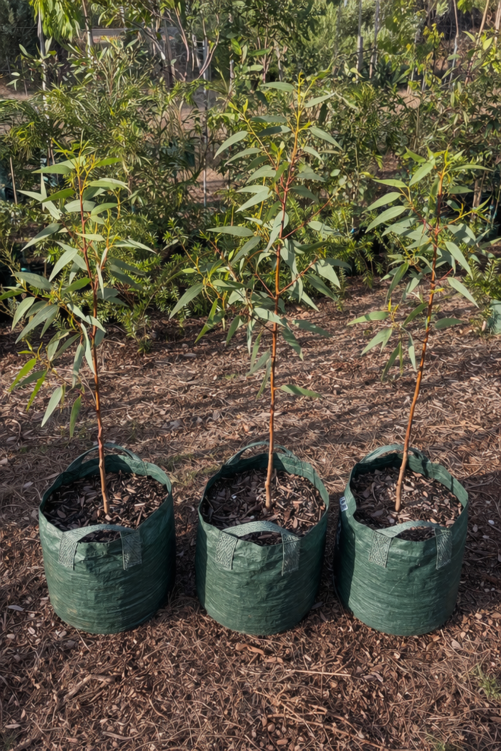 Eucalyptus torquata (Coral Gum)