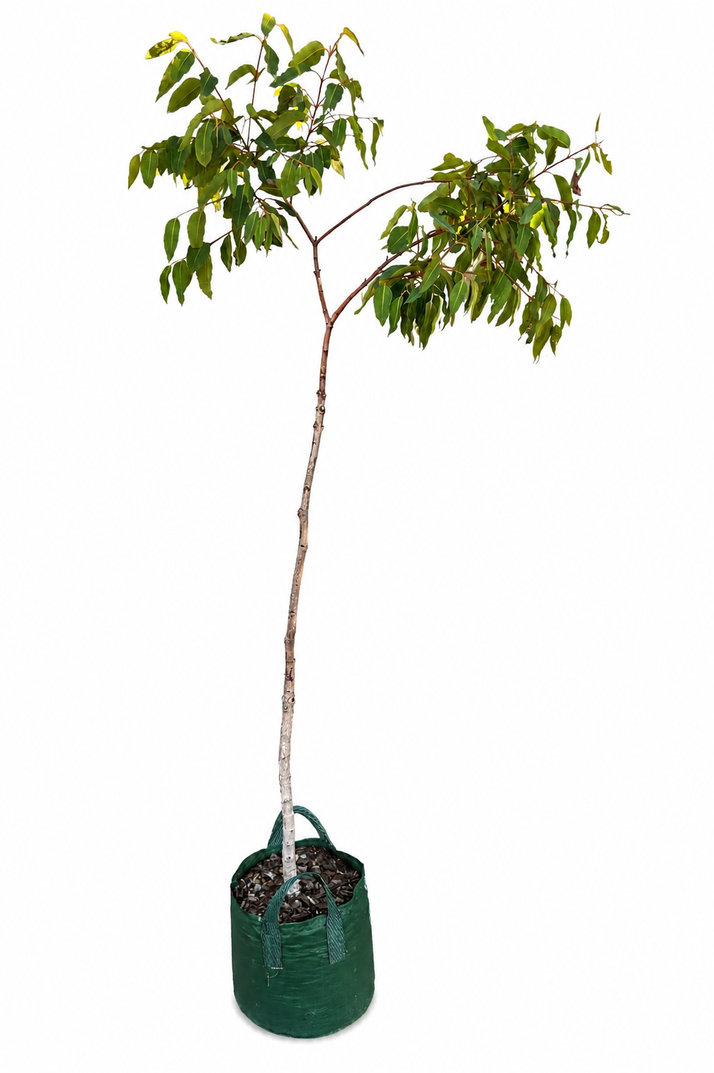 Eucalyptus guilfoylei - Yellow Tingle