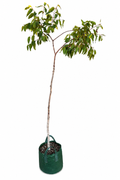 Eucalyptus guilfoylei - Yellow Tingle