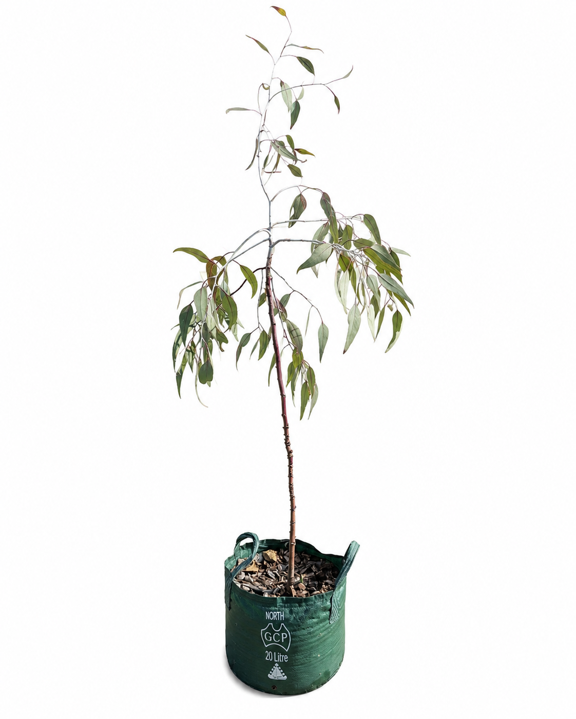 Eucalyptus caesia (Silver Princess)