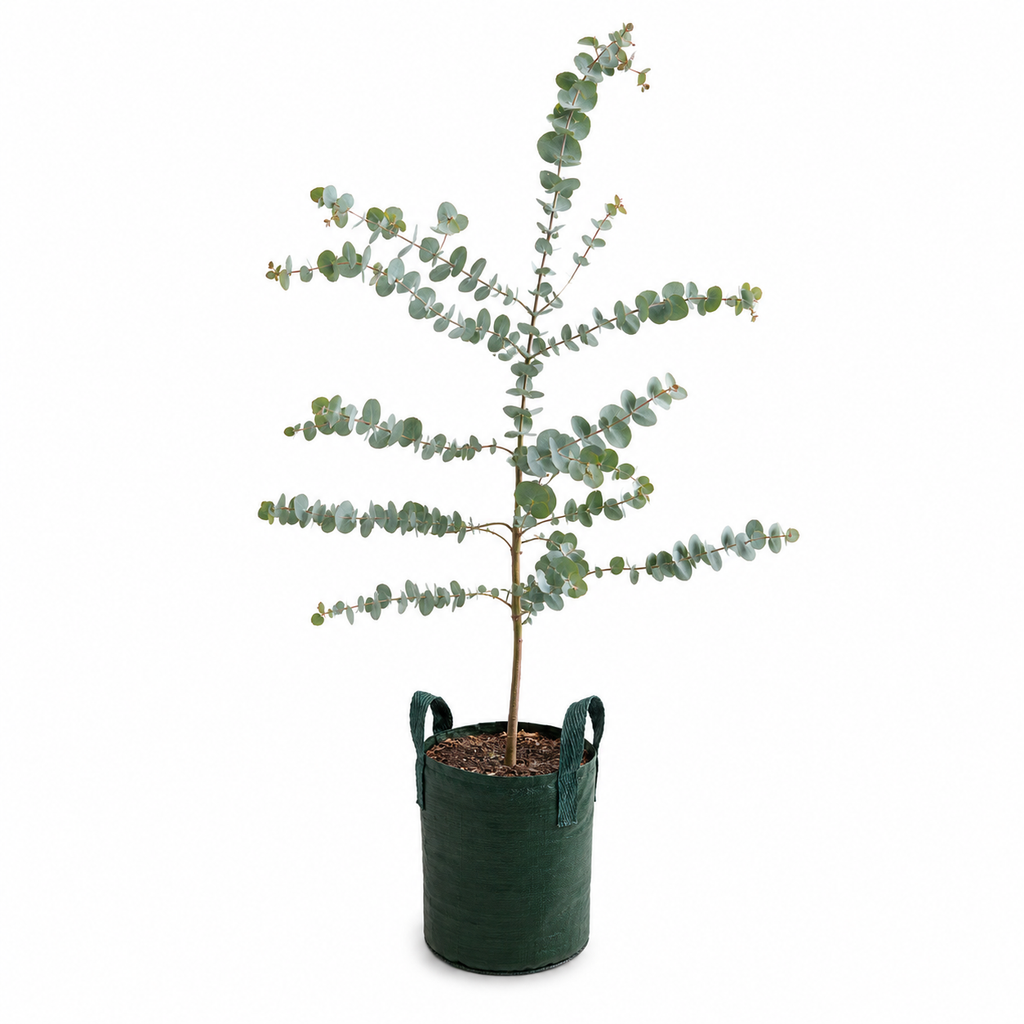 Eucalyptus cinerea - Silver Dollar Gum