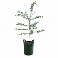Eucalyptus cinerea - Silver Dollar Gum