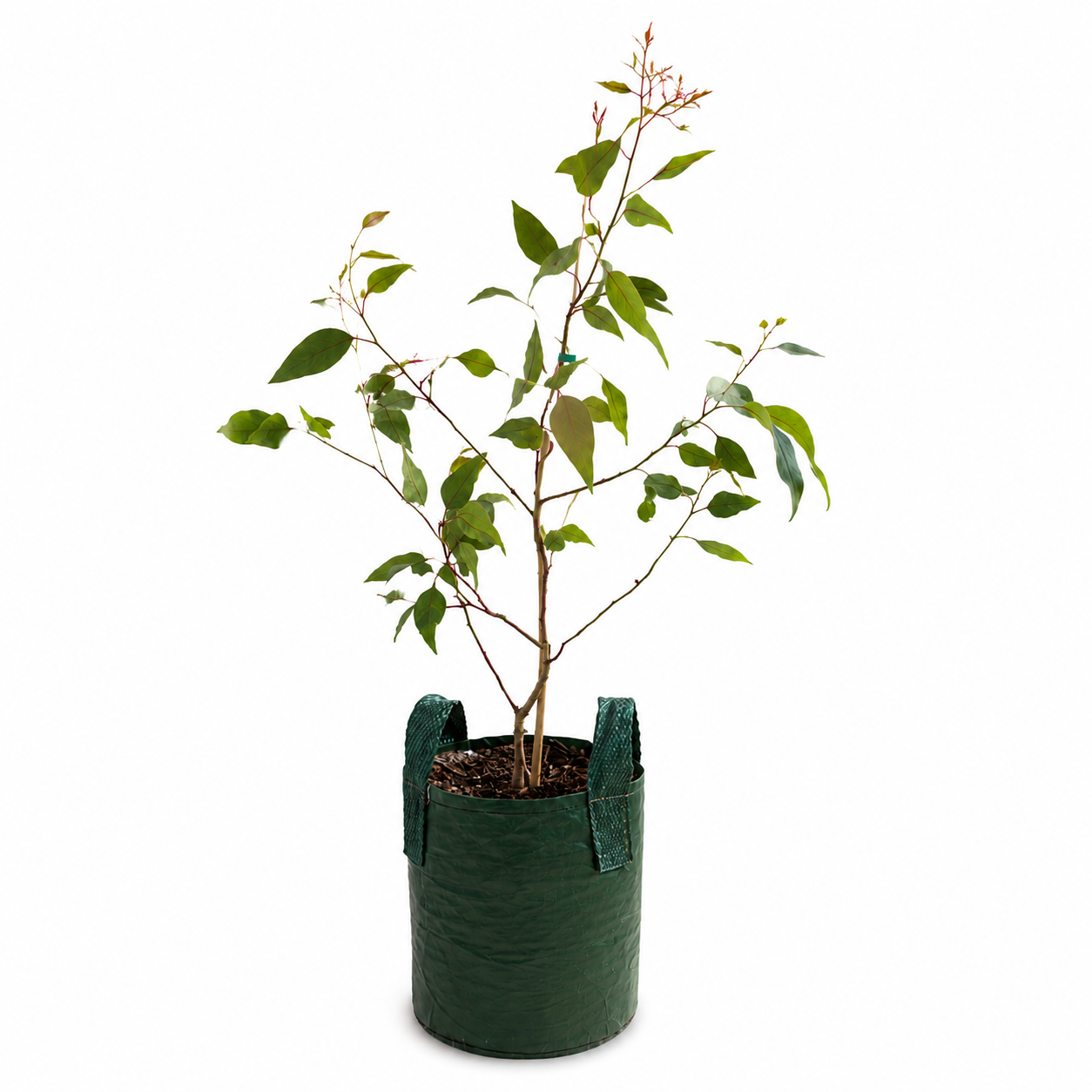 Eucalyptus caesia (Silver Princess)