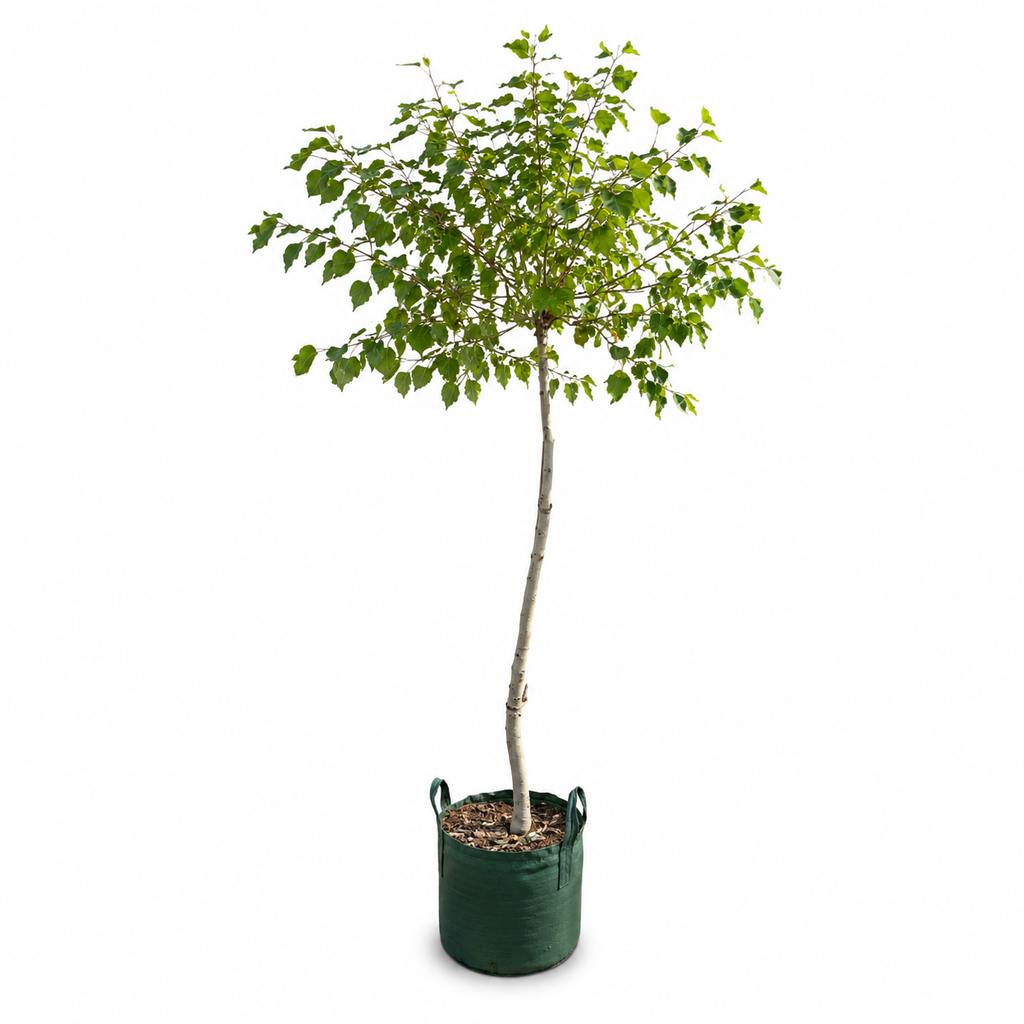 Eucalyptus diversicolor - Karri