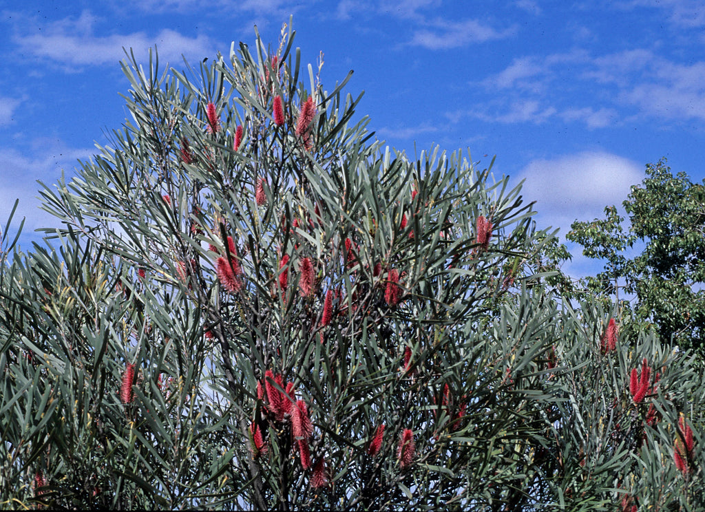 Hakea francisiana - (Emu Tree)