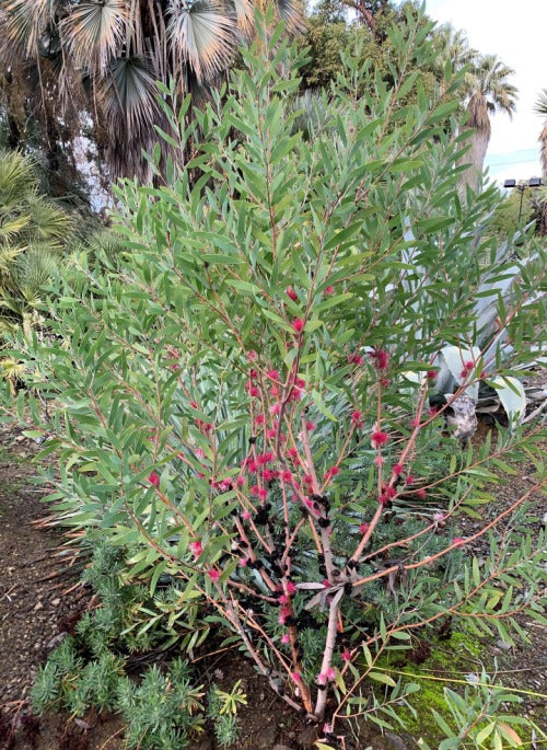 Hakea obtusa large