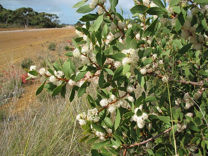 Hakea nitida (Frog Hakea)
