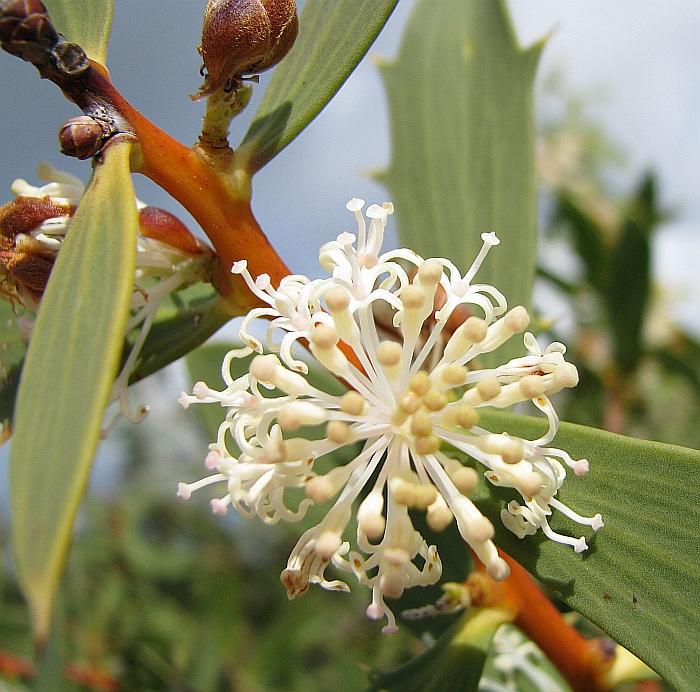 Hakea nitida (Frog Hakea)