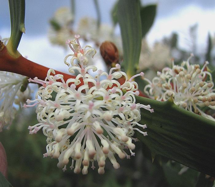 Hakea nitida (Frog Hakea)