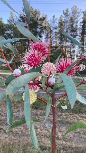 Hakea obtusa flowers