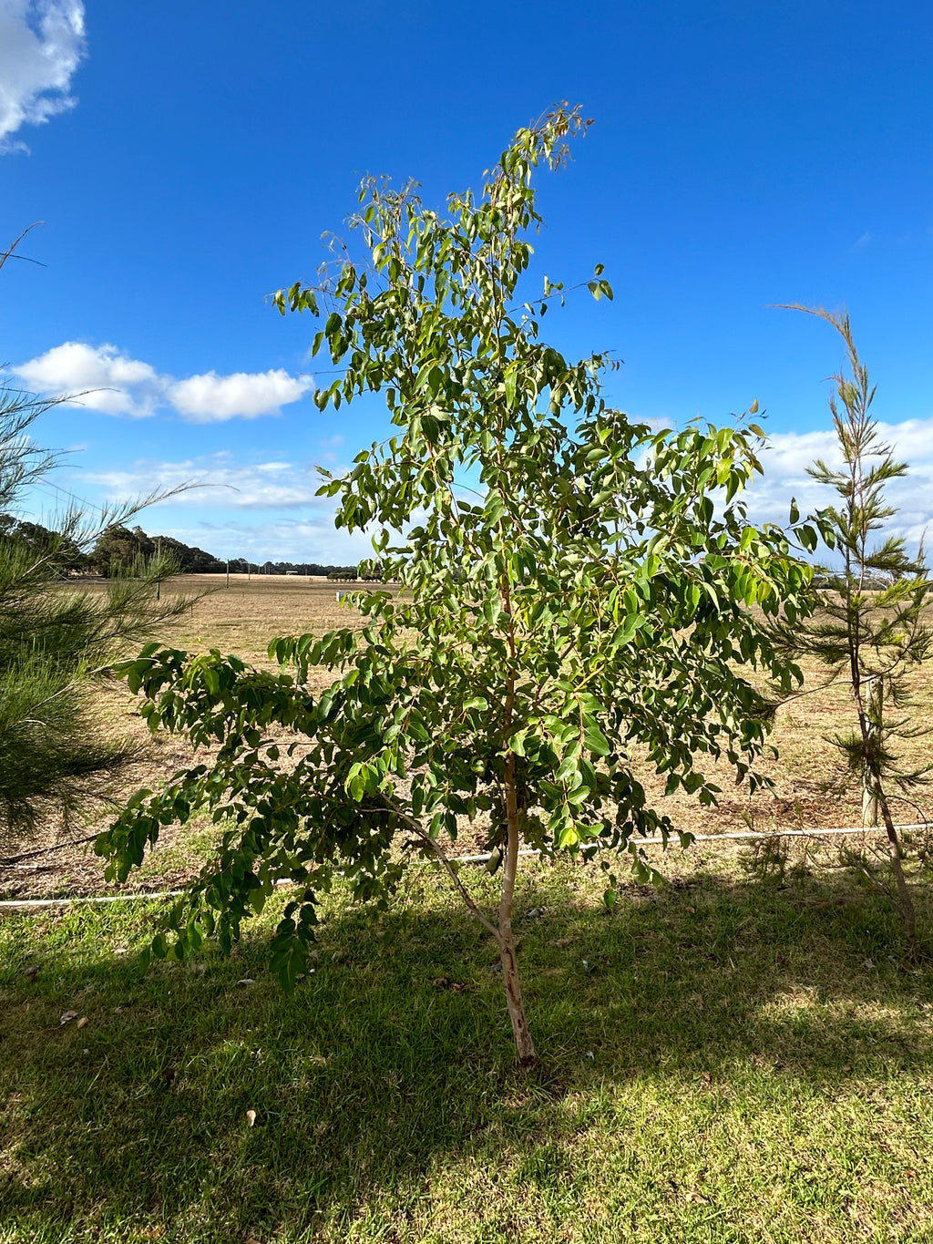 Eucalyptus guilfoylei - Yellow Tingle
