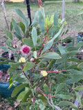 Hakea laurina - Pincushion Hakea