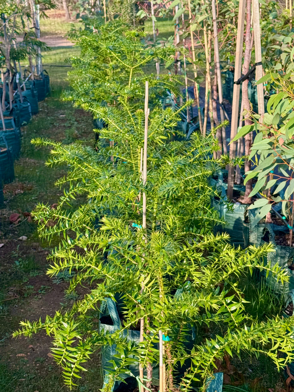 Araucaria bidwillii - Bunya Pine