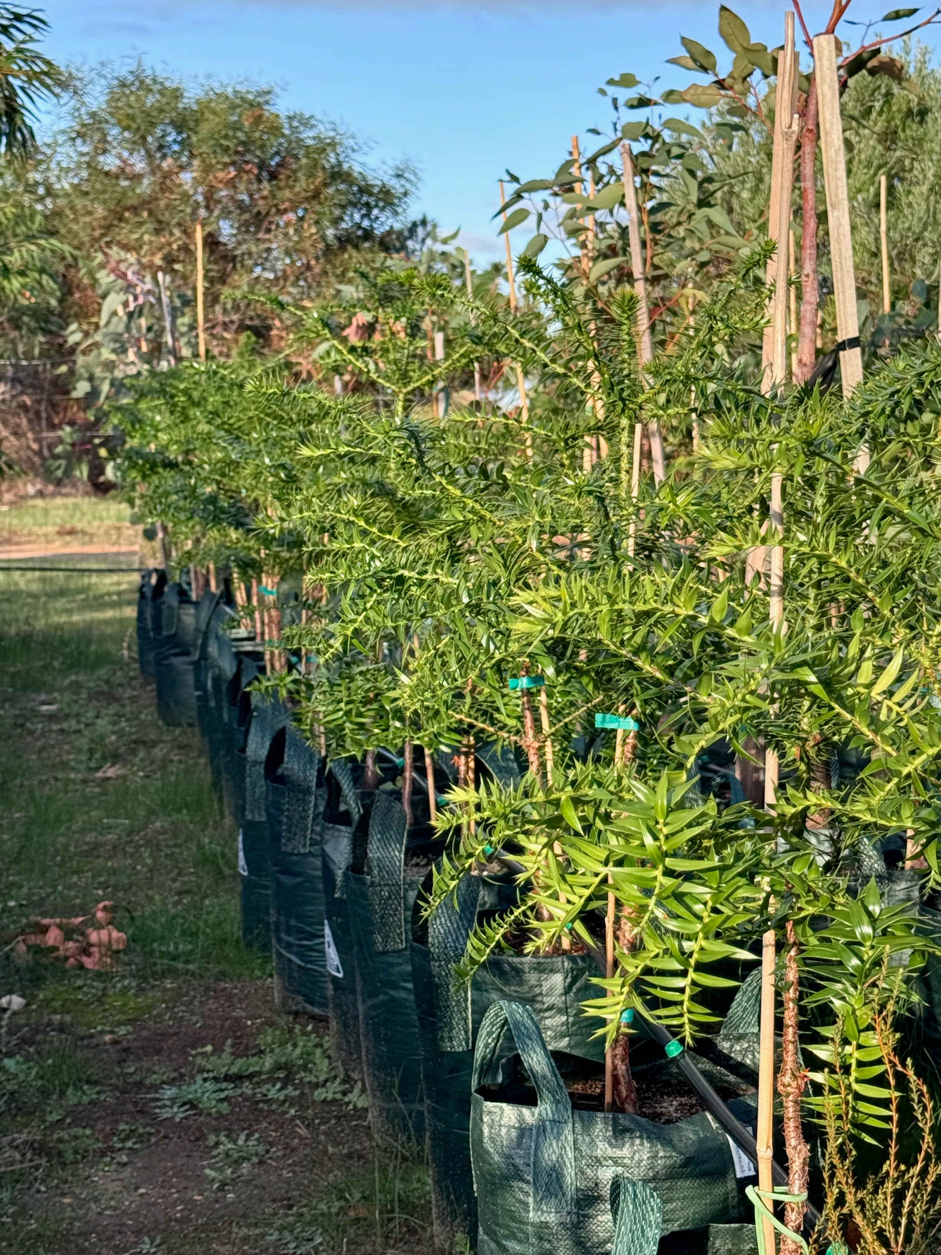 Araucaria bidwillii - Bunya Pine