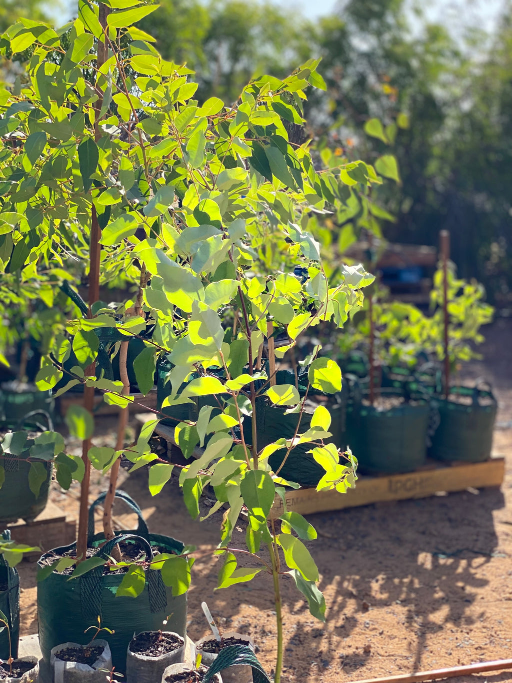 Eucalyptus guilfoylei - Yellow Tingle