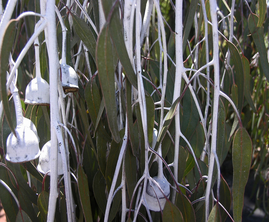 Eucalyptus caesia (Silver Princess)