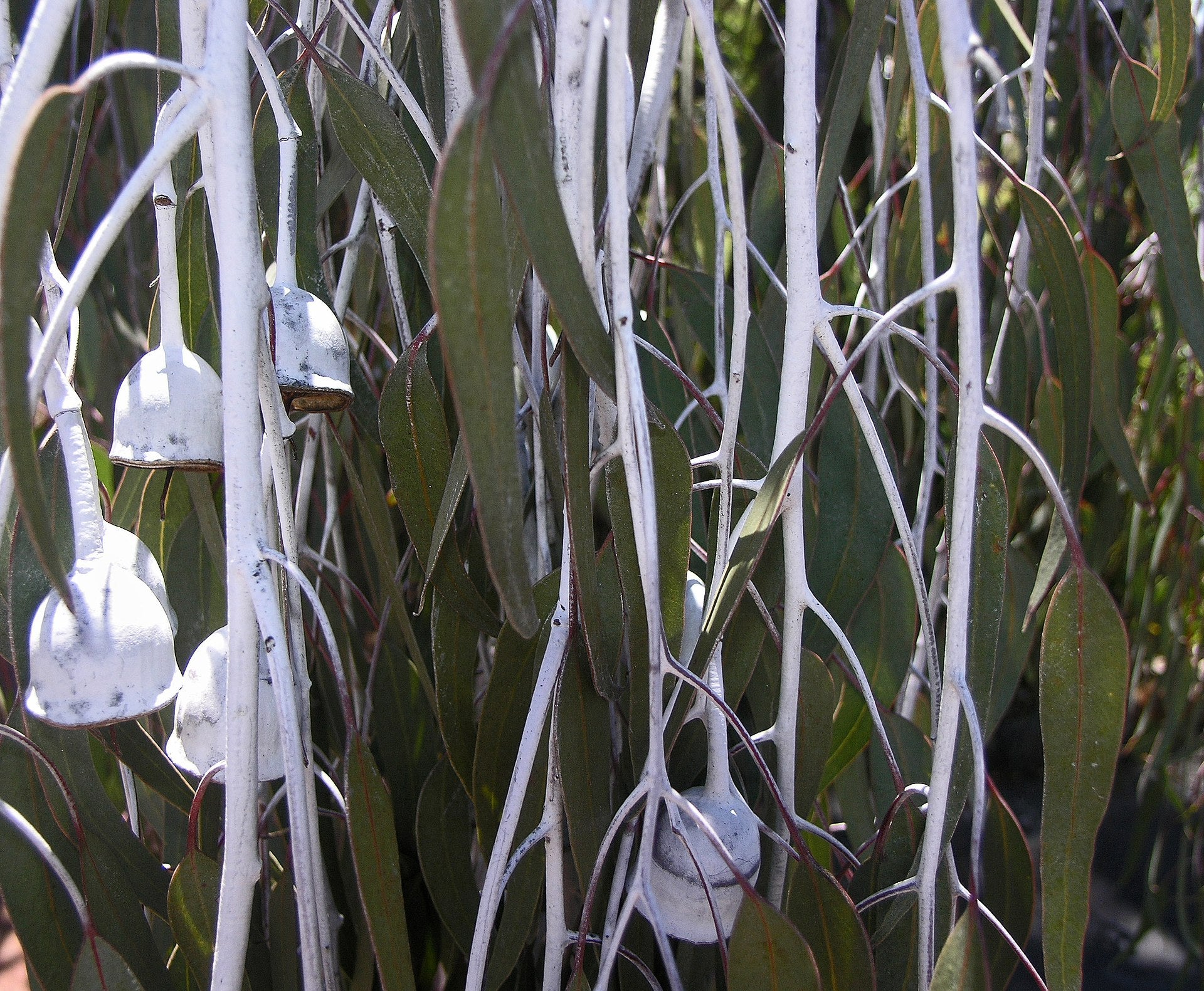 Eucalyptus caesia (Silver Princess)