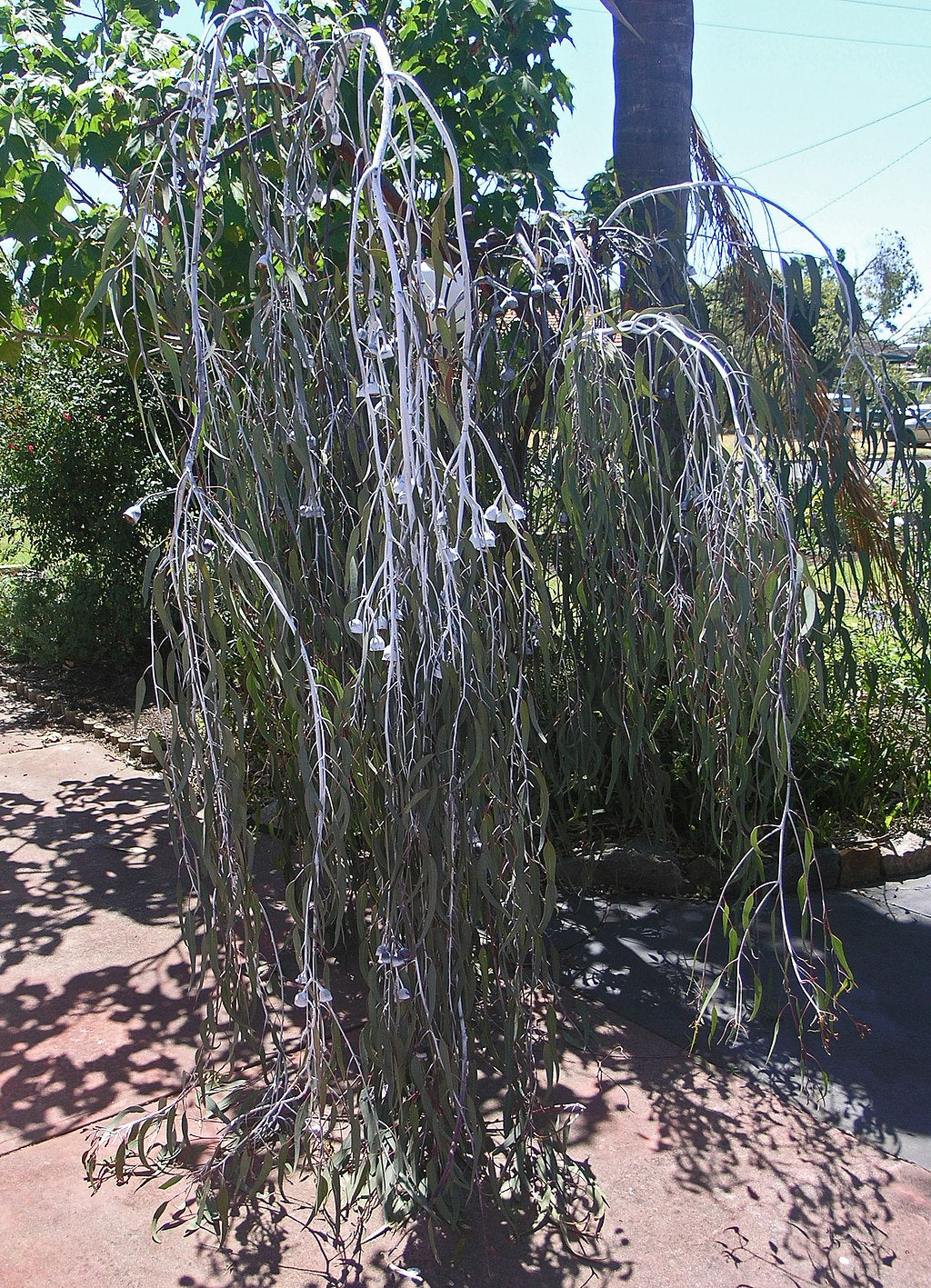 Eucalyptus caesia (Silver Princess)